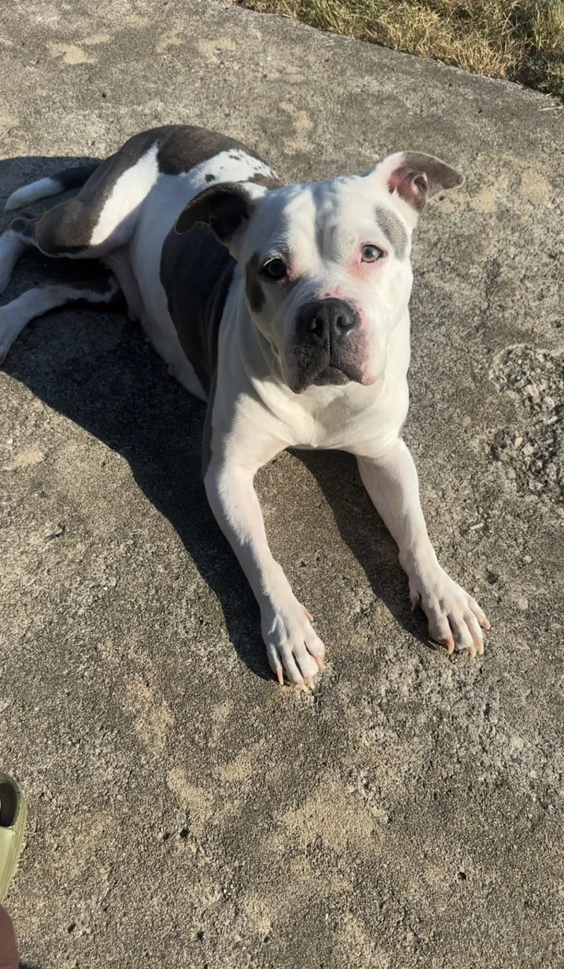 An adult large-sized female Pit Bull Terrier dog named Sky for adoption in Columbia, MO