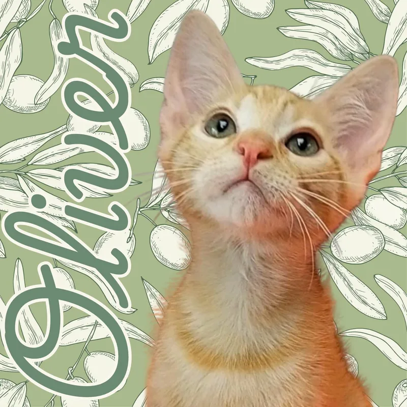 A young medium-sized male Buff & White Domestic Short Hair cat named Oliver for adoption in Aransas Pass, TX