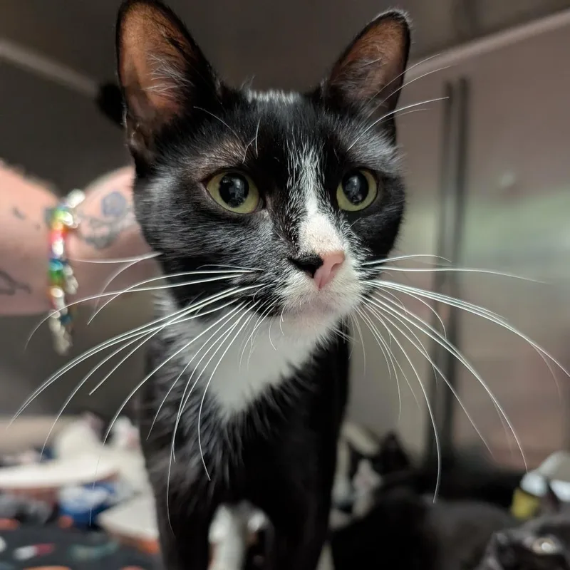 An adult medium-sized female Black Domestic Short Hair cat named Purrdita for adoption in Titusville, FL