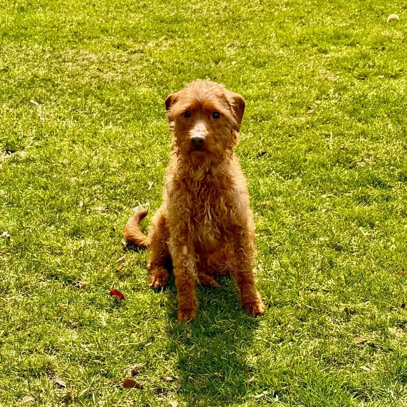 Diesel Boy thumbnail 2