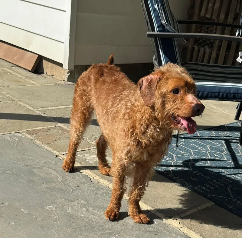 Diesel Boy thumbnail 3