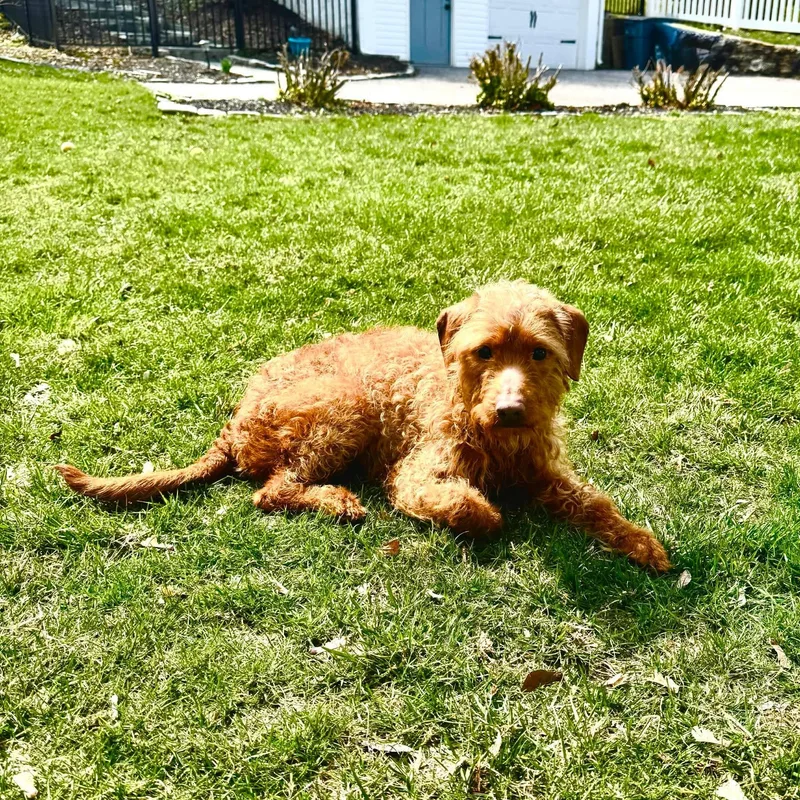 Diesel Boy thumbnail 4