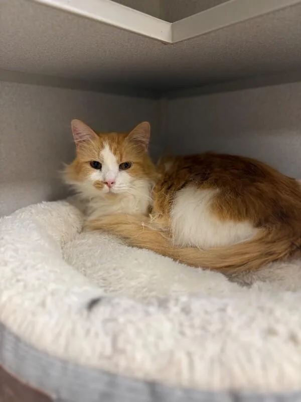 An adult medium-sized male Orange / Red Domestic Long Hair cat named Cheddar Goblin for adoption in Osseo, MI