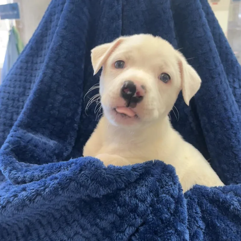 A baby medium-sized male White / Cream Boxer dog named Orion for adoption in Kanab, UT