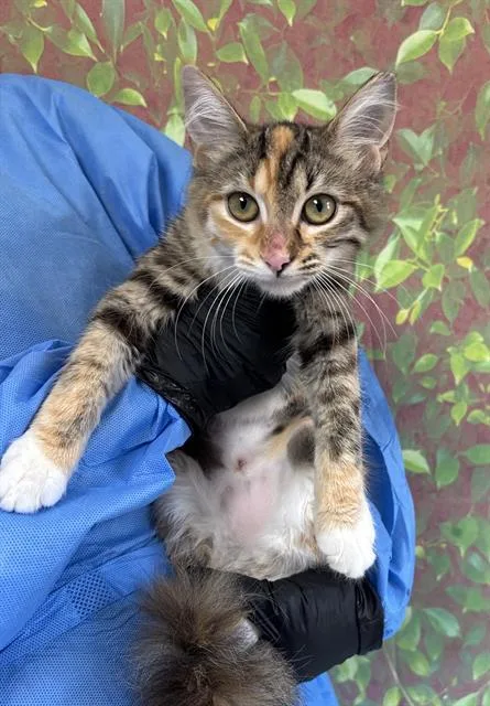 A baby small-sized female Domestic Short Hair cat named Green Bean for adoption in San Antonio, TX