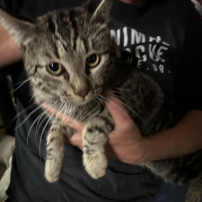 An adult small-sized male Brown / Chocolate Domestic Short Hair cat named Indianapolis for adoption in Hemet, CA