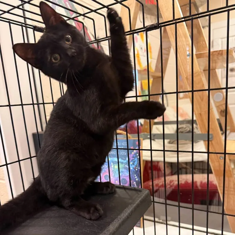 A baby small-sized female Black Domestic Short Hair cat named Cinderella for adoption in Waynesboro, PA