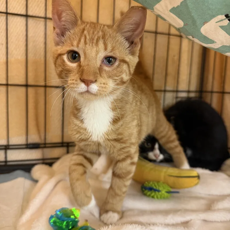 A baby medium-sized male Orange & White Domestic Short Hair cat named Biscuit for adoption in Hudson, NY