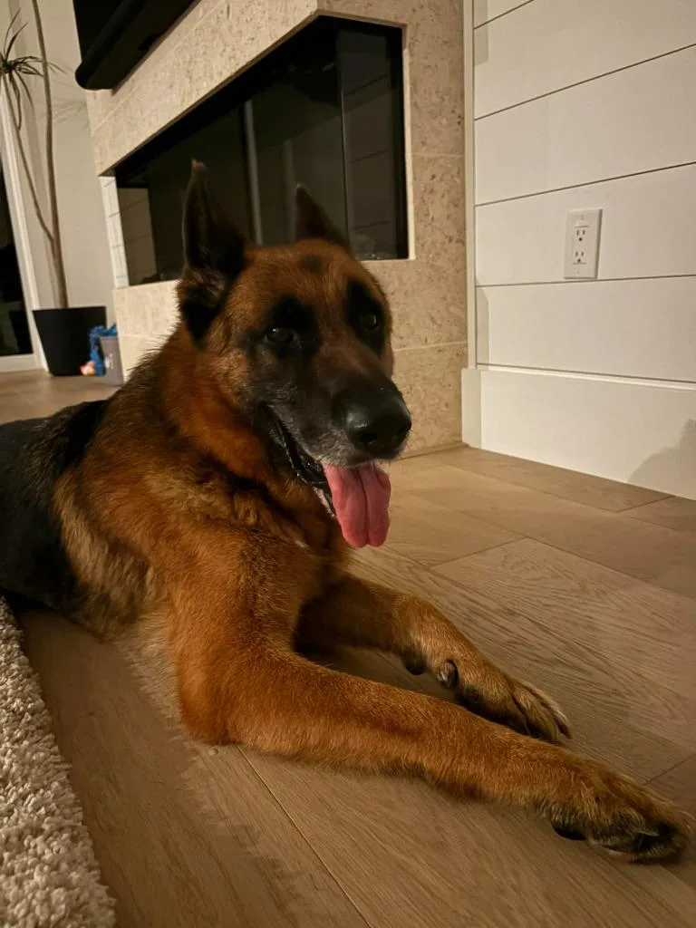 An adult large-sized male German Shepherd Dog dog named Elijah for adoption in Sebastian, FL