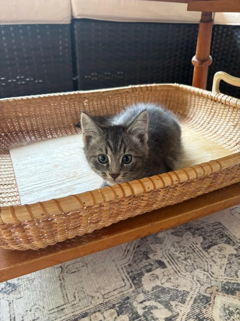 A baby small-sized male Domestic Short Hair cat named Drew for adoption in Meriden, CT
