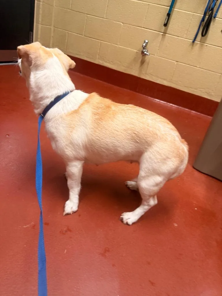 An adult medium-sized female Mixed Breed dog named Cally for adoption in Douglasville, GA