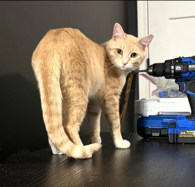 A young medium-sized male Orange & White Domestic Short Hair cat named Chester for adoption in Kannapolis, NC