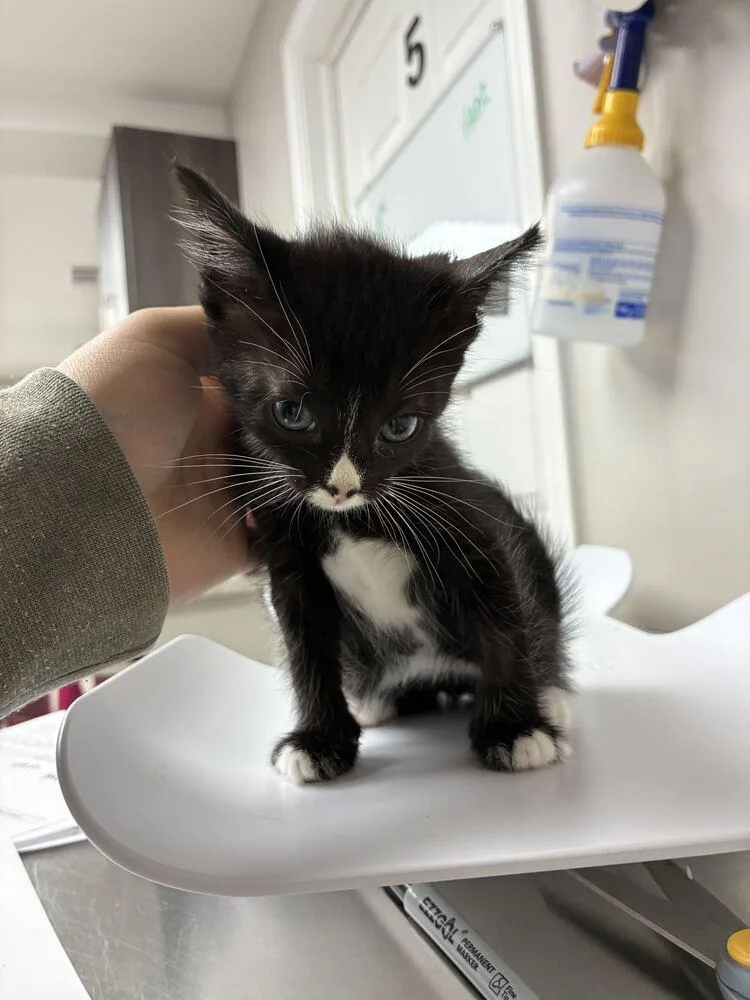 A baby small-sized female Domestic Short Hair cat named Toast for adoption in Marietta, GA
