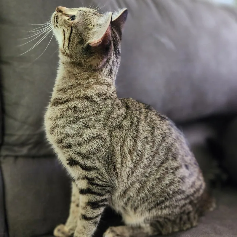A young small-sized female Gray / Blue / Silver Domestic Short Hair cat named Jeanie for adoption in Centerville, TN