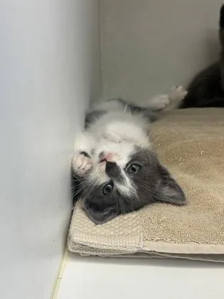 A baby small-sized male Domestic Short Hair cat named Dave for adoption in Manteo, NC