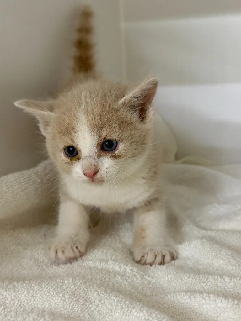 A young medium-sized male Domestic Medium Hair cat named Denver for adoption in Lagrange, IN