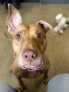An adult medium-sized female Red / Chestnut / Orange Pit Bull Terrier dog named Sheena for adoption in Cleveland, OH
