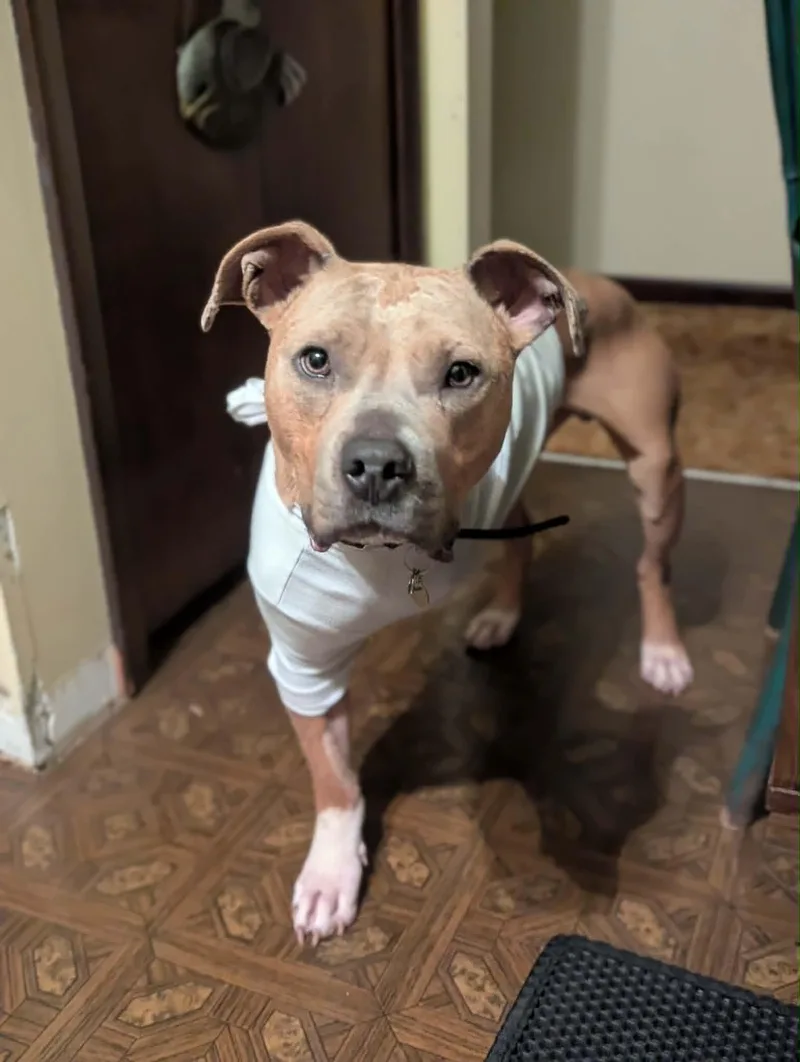 An adult large-sized male Pit Bull Terrier dog named Theo for adoption in St. Clair Shores, MI