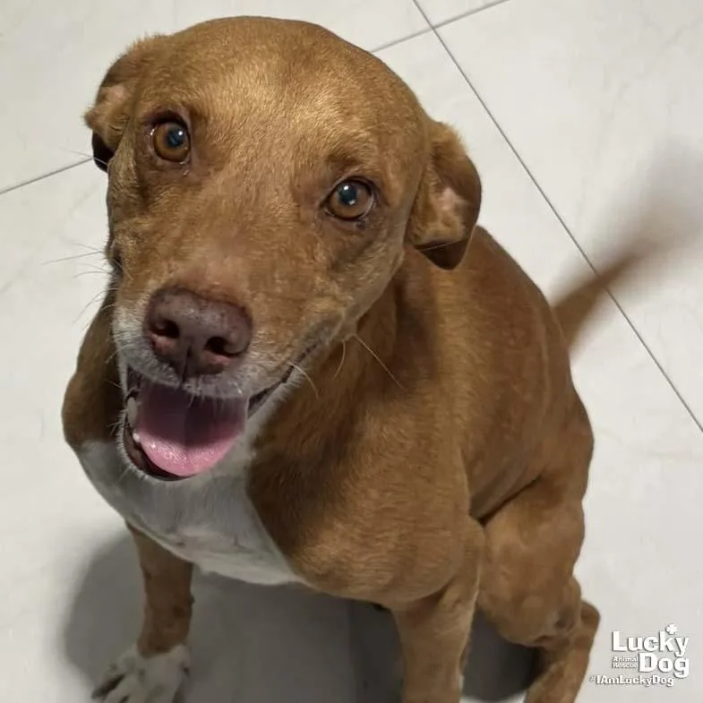 A young medium-sized male Labrador Retriever dog named Freddie for adoption in Washington, DC
