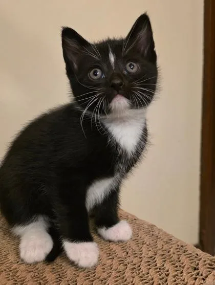 A baby medium-sized male Black & White / Tuxedo Domestic Short Hair cat named Little C for adoption in Allegan, MI