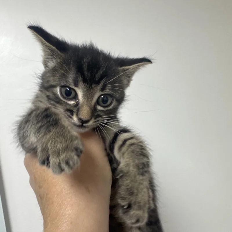 A baby small-sized male Brown / Chocolate Domestic Short Hair cat named Gully for adoption in Long Beach, CA