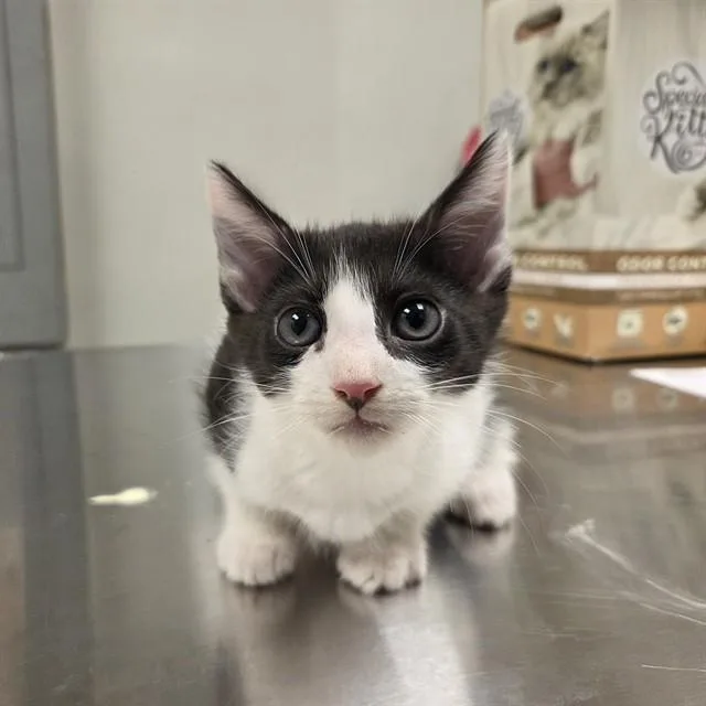 A baby small-sized male Domestic Short Hair cat named Oakley for adoption in Ontario, CA