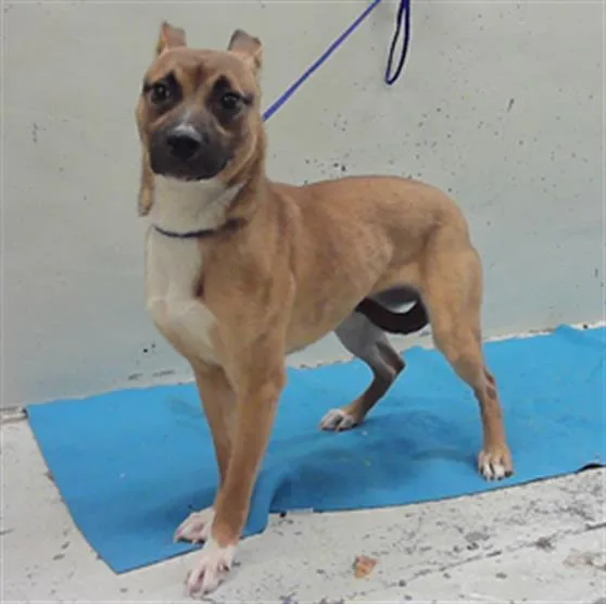 A young small-sized female Basenji dog named Ruby for adoption in Houston, TX