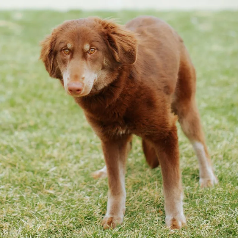 Doctor Chocolate thumbnail 2