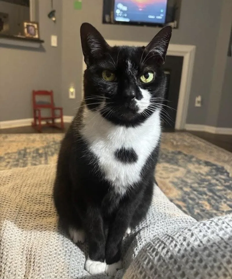 An adult large-sized male Domestic Short Hair cat named Steve Ho for adoption in Greenville, SC
