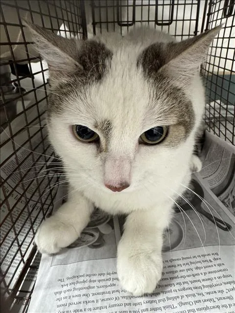 An adult medium-sized female Domestic Short Hair cat named Pia for adoption in Chatsworth, CA