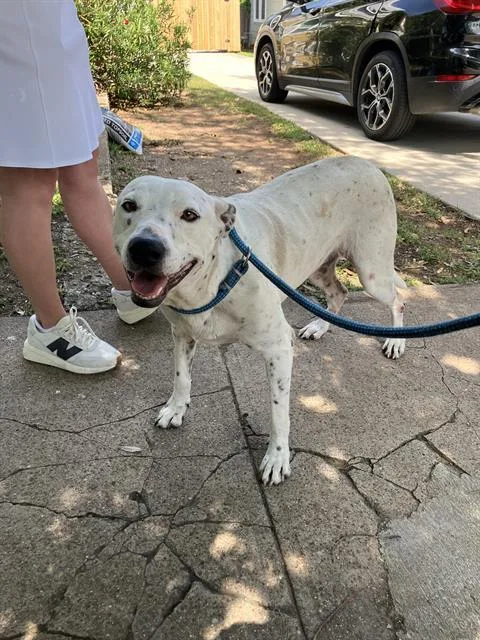 An adult large-sized female Mixed Breed dog named Mary Josephine for adoption in Dallas, TX