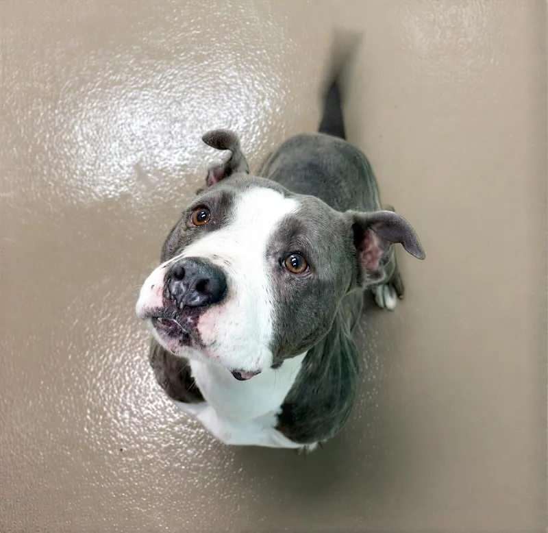An adult medium-sized female Gray / Blue / Silver Mixed Breed dog named Posey for adoption in Nashville, TN