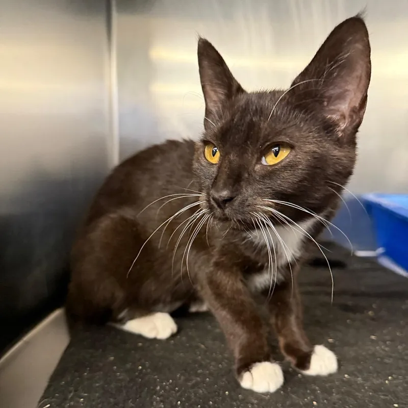 A baby medium-sized female Black Domestic Medium Hair cat named Valeria for adoption in Spokane, WA