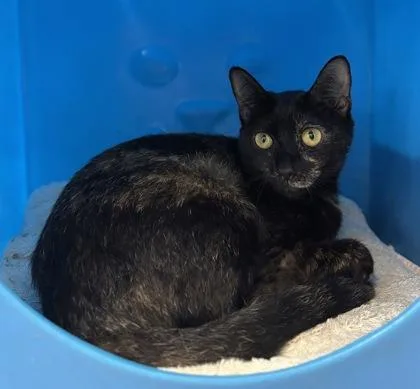 An adult medium-sized female Domestic Short Hair cat named Sasha for adoption in Honolulu, HI