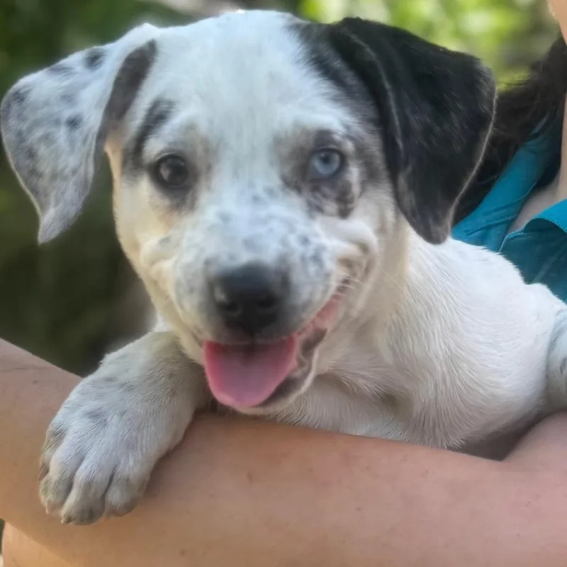 A baby medium-sized female White / Cream Mixed Breed dog named Kallie for adoption in QUINCY, FL
