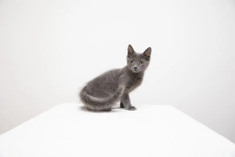 Blueberry Pie thumbnail 3