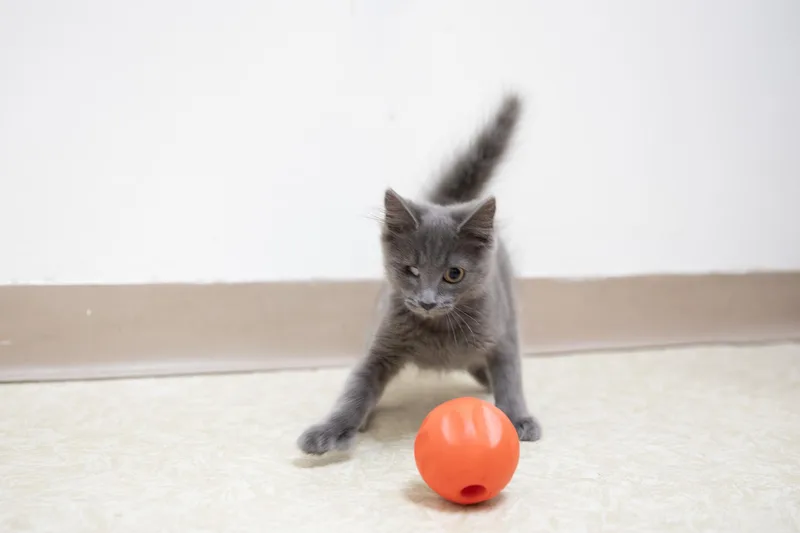 Blueberry Pie thumbnail 5