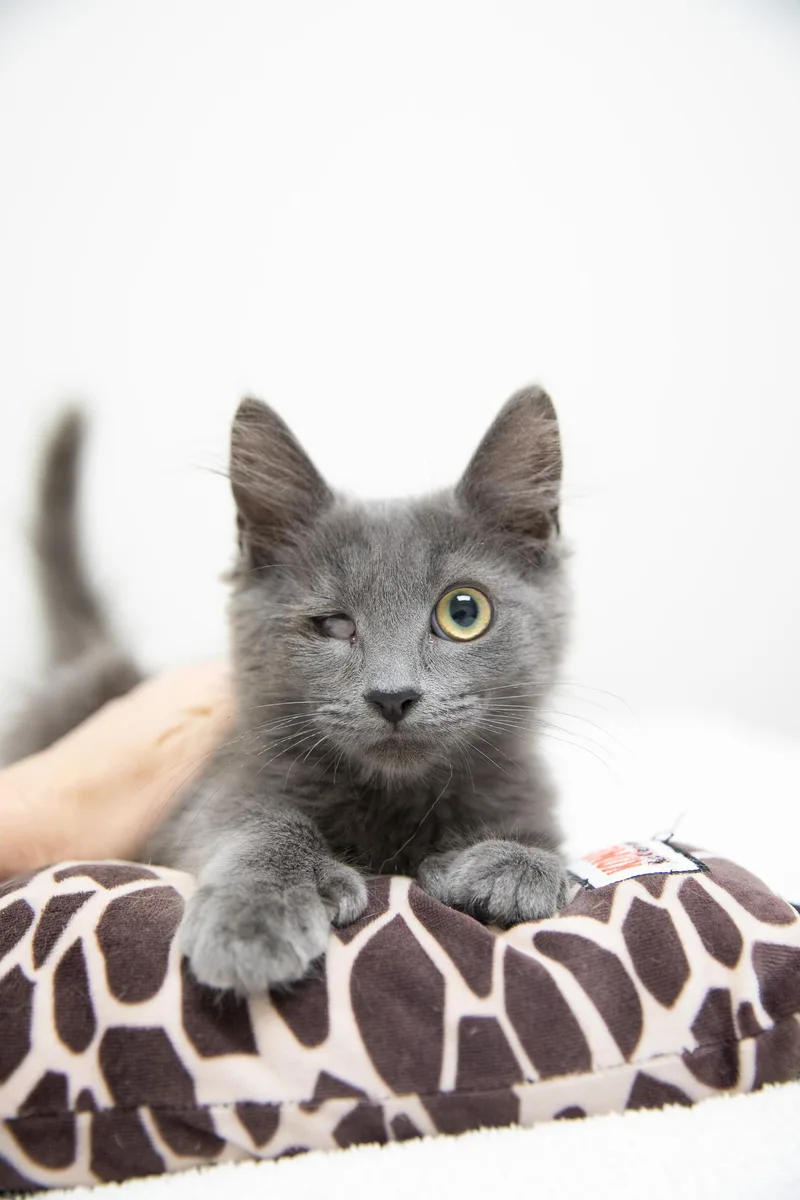 Blueberry Pie thumbnail 6