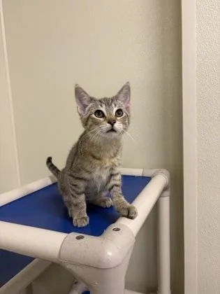 A baby medium-sized female Tabby (Brown / Chocolate) American Shorthair cat named Tonya for adoption in Cashiers, NC