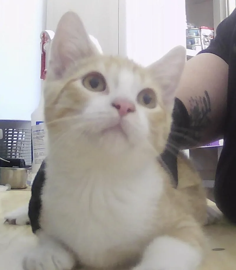 A baby small-sized male Orange & White Domestic Short Hair cat named Cactus for adoption in Anoka, MN