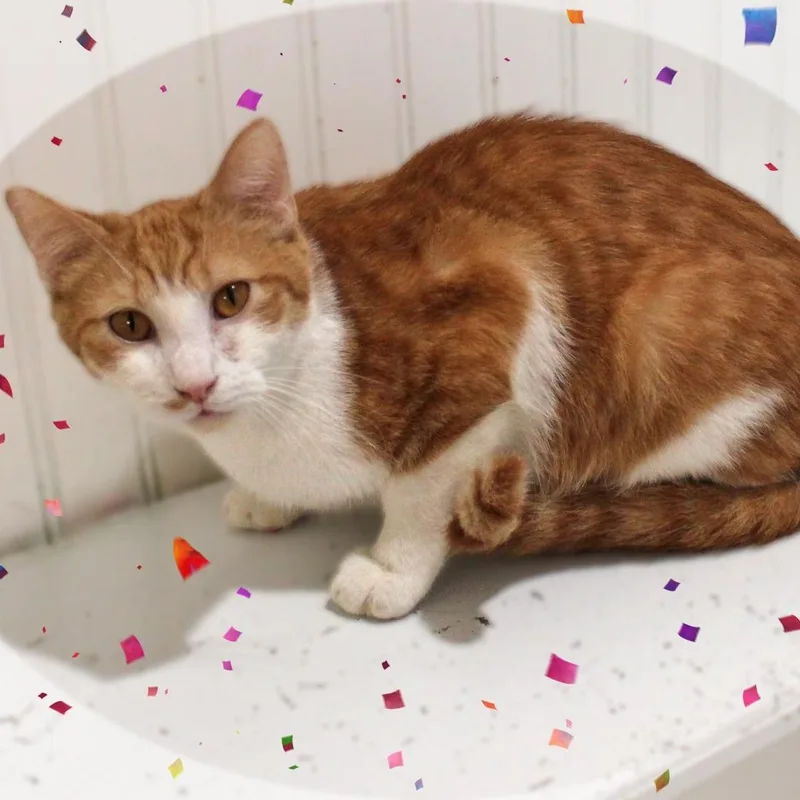 A young medium-sized male Tabby (Orange / Red) Tabby cat named Milo for adoption in Amelia, OH