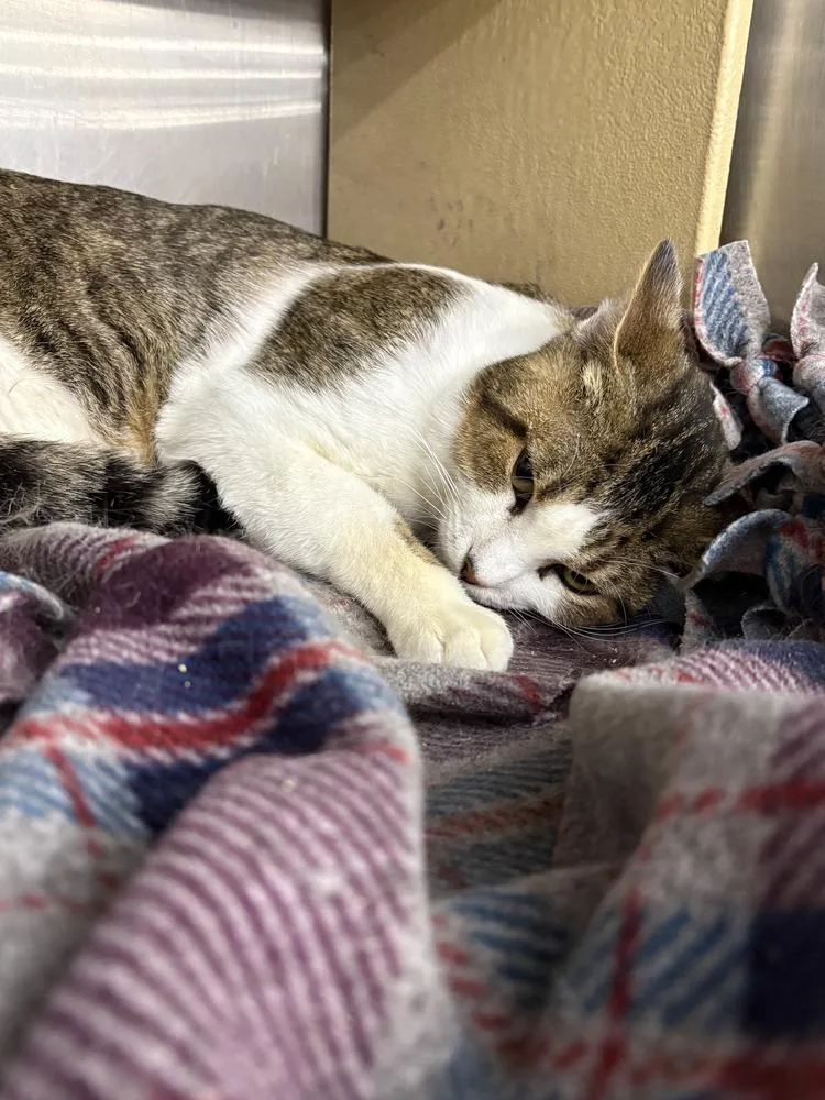 An adult medium-sized male Domestic Short Hair cat named Bertram for adoption in Broomfield, CO