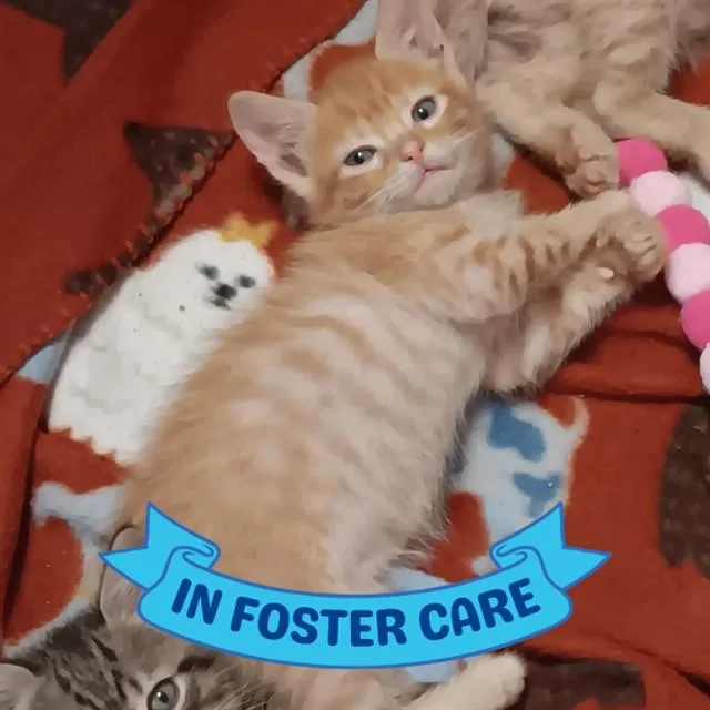 A baby small-sized male Domestic Short Hair cat named Raphael for adoption in Tallahassee, FL