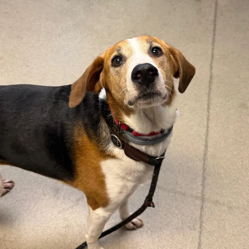 A senior medium-sized female White / Cream Mixed Breed dog named Blair for adoption in Fredericksburg, VA