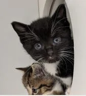 A baby small-sized male Domestic Short Hair cat named Red Velvet for adoption in Washington, DC