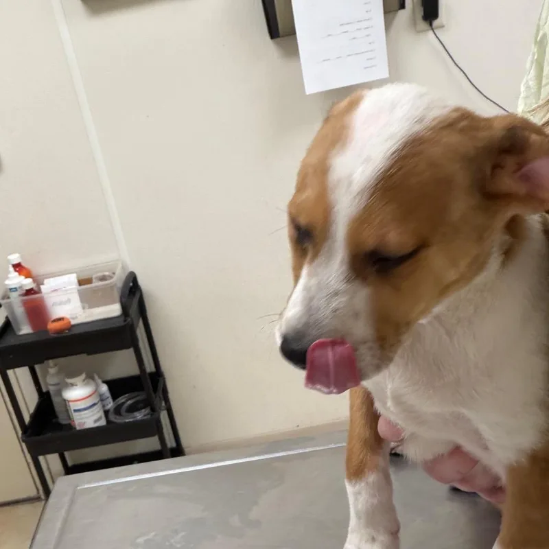 Tom Nook thumbnail 2