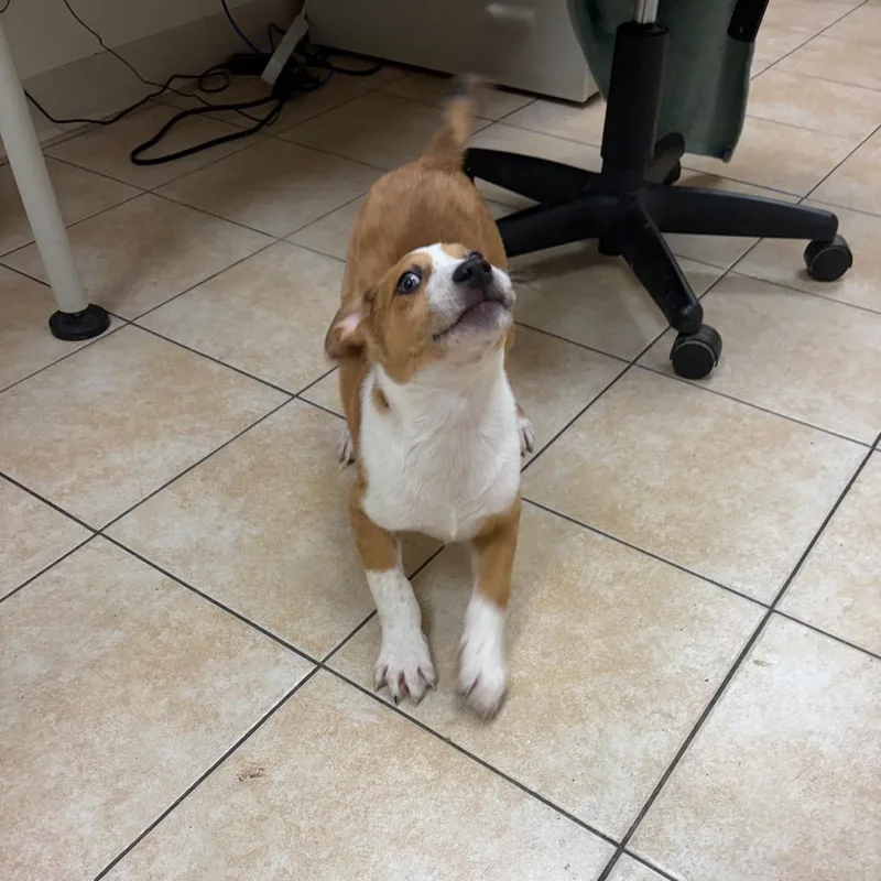 Tom Nook thumbnail 3