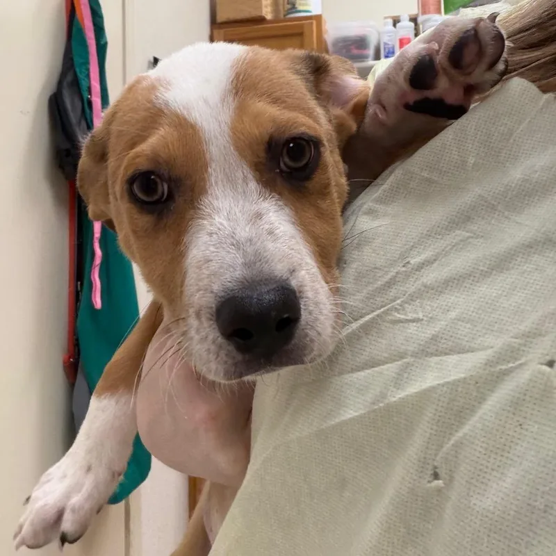 Tom Nook thumbnail 4