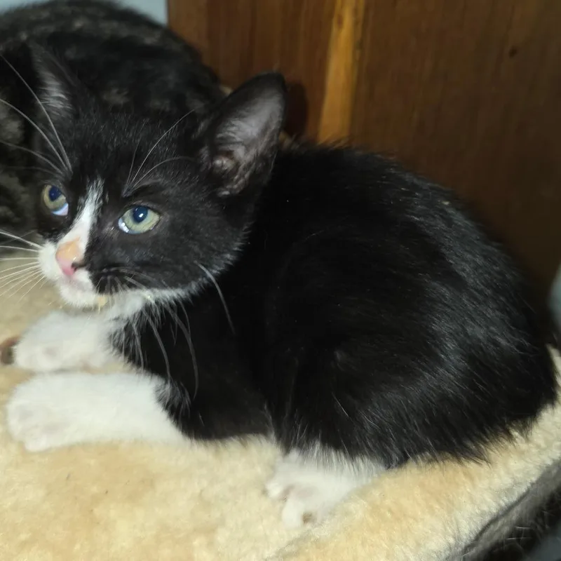A baby small-sized male Domestic Short Hair cat named Merci for adoption in Bedford, NH
