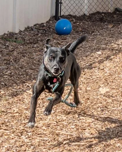 An adult large-sized female Mixed Breed dog named Acrobat for adoption in Chamblee, GA